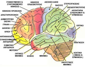 ΧΙΜ-brain-functions