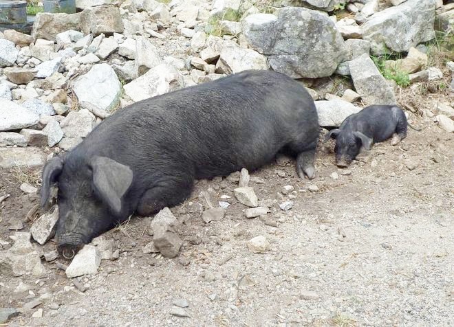 ΒΚΣ ΓΟΥΡΝΟΣ 1