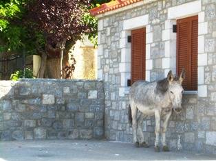 Noteia_pleyra_peripterou